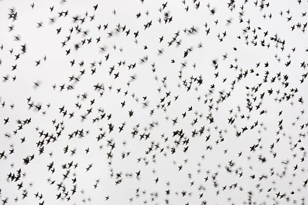 Common Starling Flocking at dusk. Darlington. UK