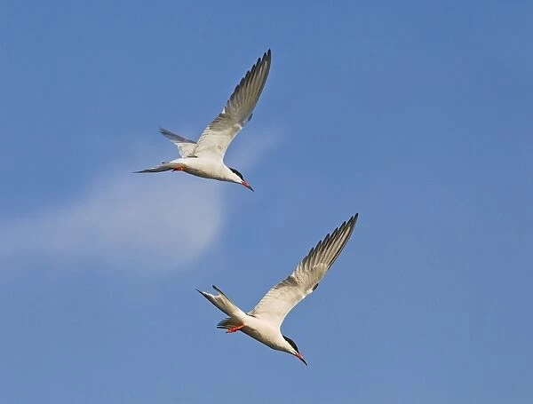 Common Tern - in flight fishing - Bedfordshire UK - digitally altered 12043