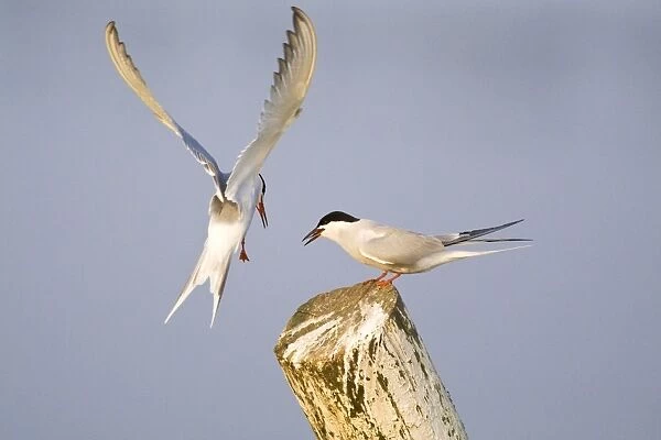 Common Terns - courtship feeding - Hickling Broad - Norfolk - England