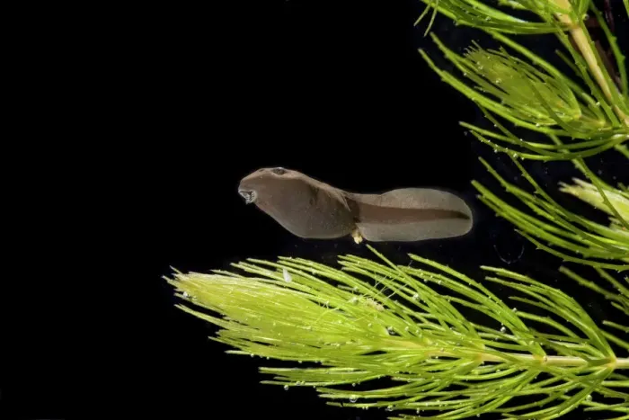 Framed Print : Common Toad Tadpole Print (5 weeks, x0.6) Framed Print : Common Toad Tadpole Print (5 weeks, x0.6)