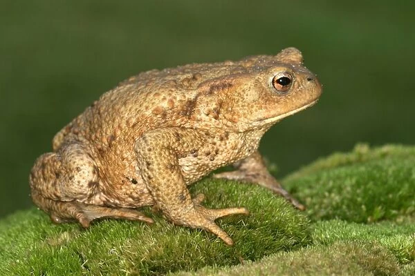 Common Toad - side view. Alsace. France