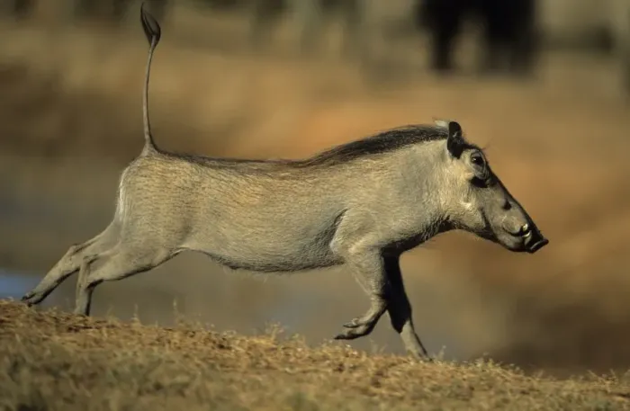 Framed Print : Common Warthog - Running Print Framed Print : Common Warthog - Running Print