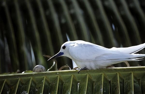 Common White Tern - with egg on palm frond