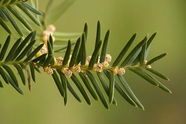Common yew, male flowers; Taxus baccata