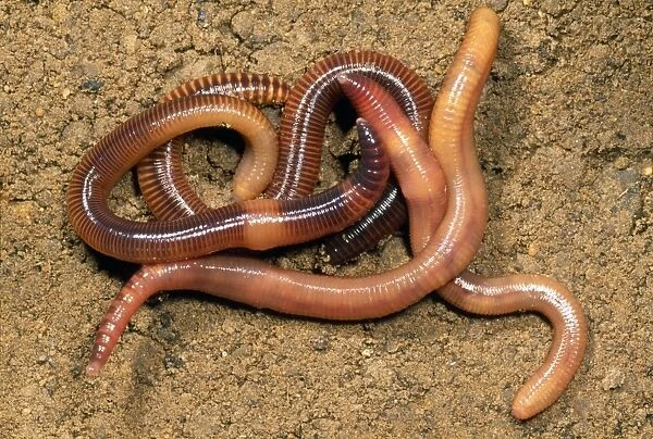 Composr Earthworm - aggregation - UK