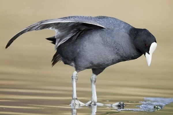 Coot - wing stretching - Cornwall - UK