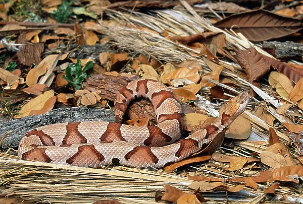 Copperhead Snake - Florida USA