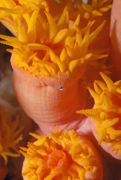 Coral Polyp  /  Tubastrea - eating a small fish
