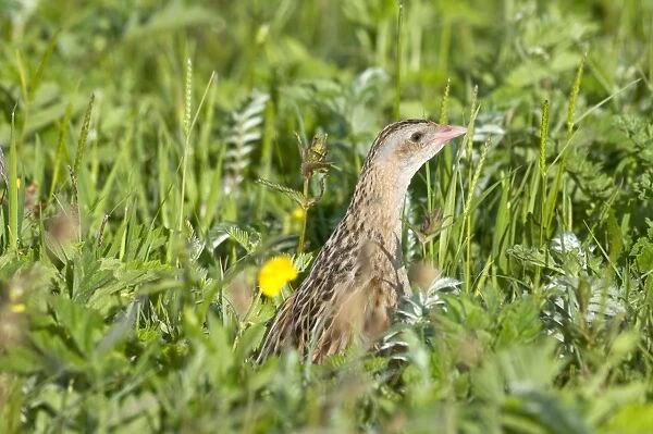 Corncrake - head showing amongst thick vegetation - the machair- North Uist - Outer Hebrides