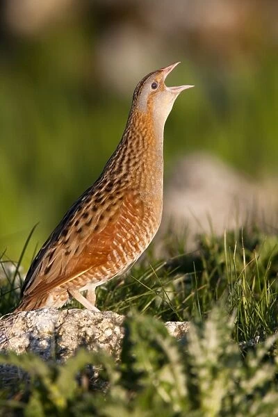 Corncrake - Single adult male calling in the early morning, North Uist, Outer Hebrides, Scotland, UK
