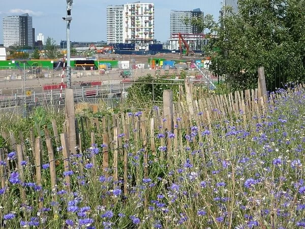 Cornflowers - growing in derelict urban space near 2012 Games construction
