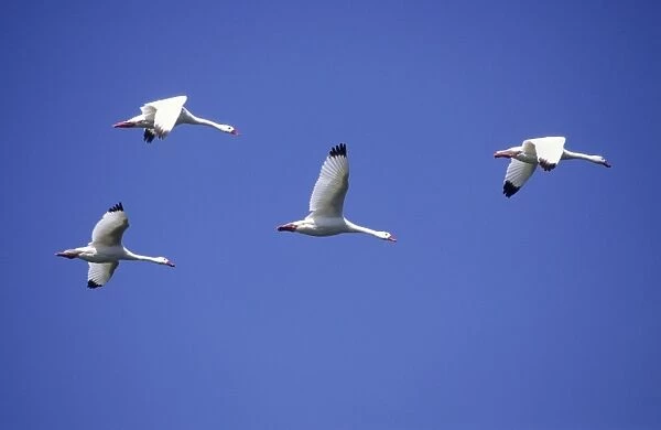 Coscoroba Swans - in flight - Argentine Pampa - Argentina