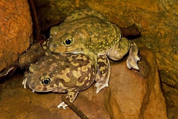 Couch's Spadefoot (Scaphiopus couchii) Pair in amplexus -Breeds chiefly from May to Sept in periods of rainfall - Occurs in shortgrass prairie- mesquite savanna- creosote bush desert- thorn forest- tropical deciduous forest