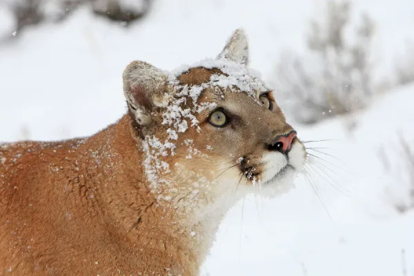 Cougar  /  Mountain Lion  /  Puma - in snow. Montana - USA