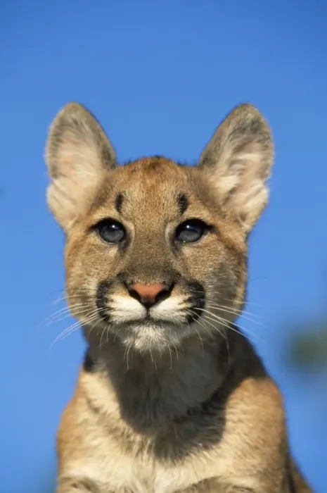 Framed Print : Cougar Young Print Framed Print : Cougar Young Print