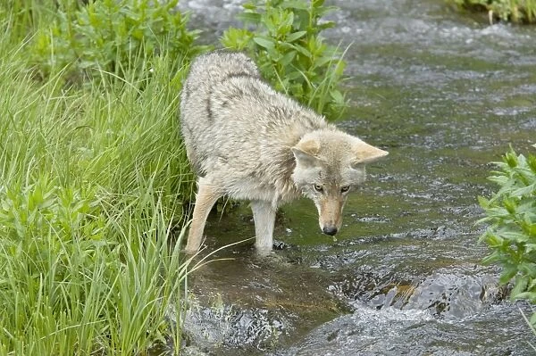 Coyote - looking for spawning cutthroat trout in small stream. Western USA BAX6225