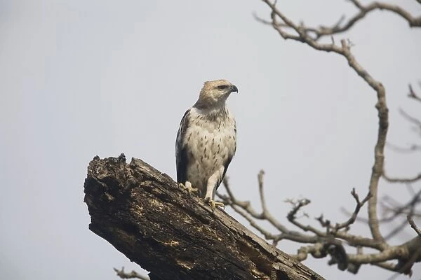 Crested  /  Changeable Hawk-Eagle - on a dead tree by the Kosi River, Corbett National Park, India