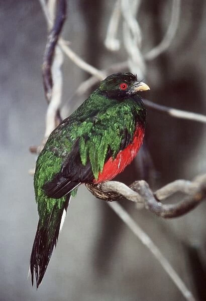 Crested Quetzal - male Distribution: Venezuela, Peru, Ecuador, Bolivia, Columbia
