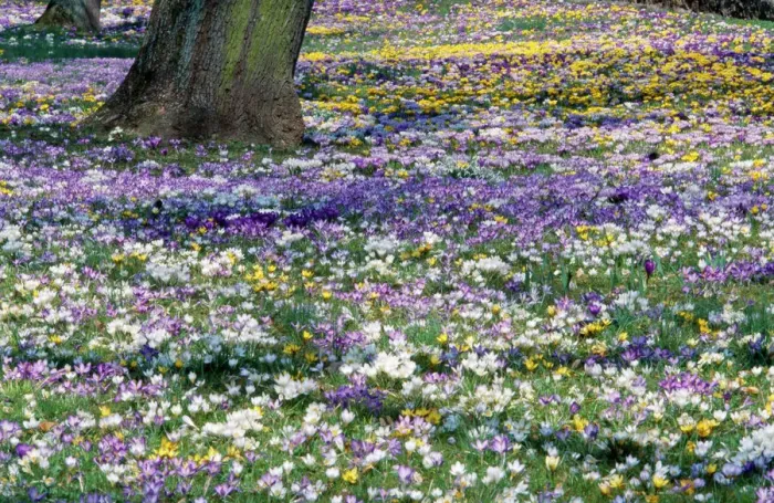 Framed Print : Crocus Spring Bloom Print