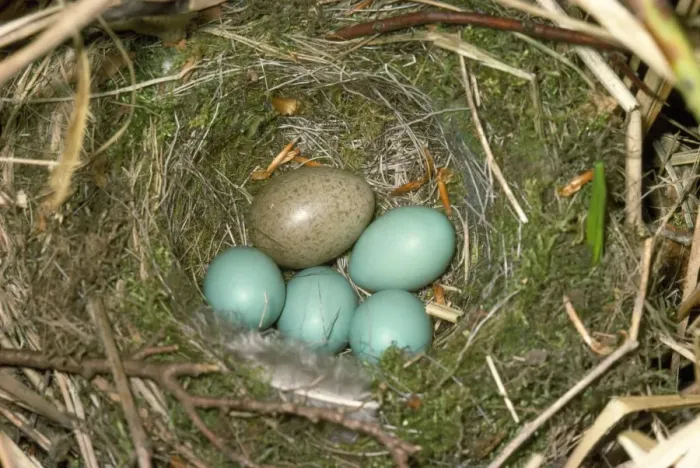 Framed Print : Cuckoo's Egg in Dunnock Nest Print Framed Print : Cuckoo's Egg in Dunnock Nest Print