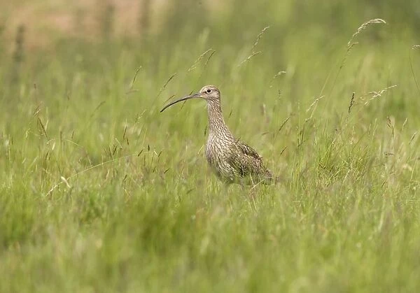 Curlew - On the alert in grassland - Norfolk UK