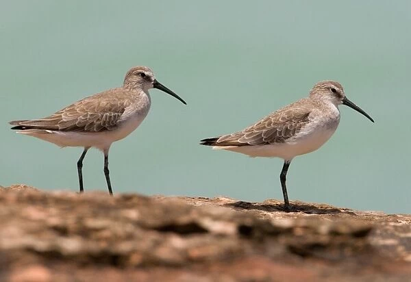 Curlew Sandpipers in winter plumage Breeds in the far north of Russia and winters from Africa east to Australasia. At Roebuck Bay near Broome, Western Australia