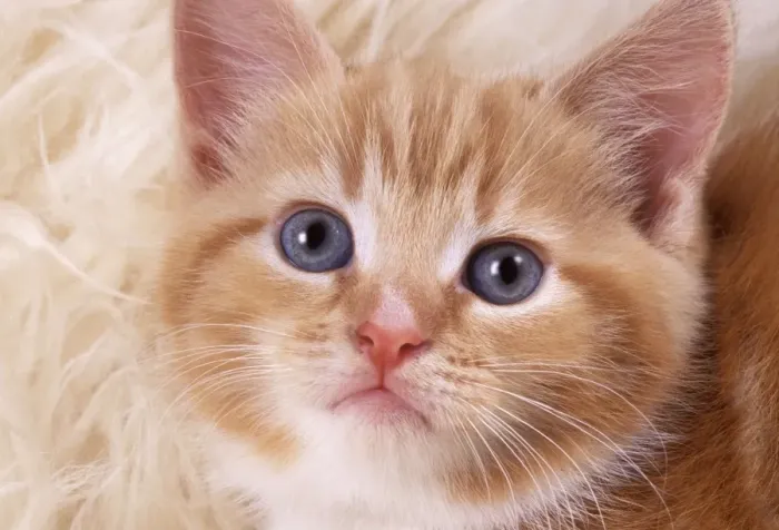 Framed Print : Ginger Cat Kitten Print Framed Print : Ginger Cat Kitten Print