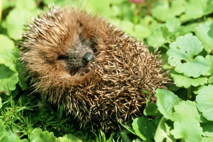 Framed Print : Hedgehog Rolled up in a Ball Print Framed Print : Hedgehog Rolled up in a Ball Print
