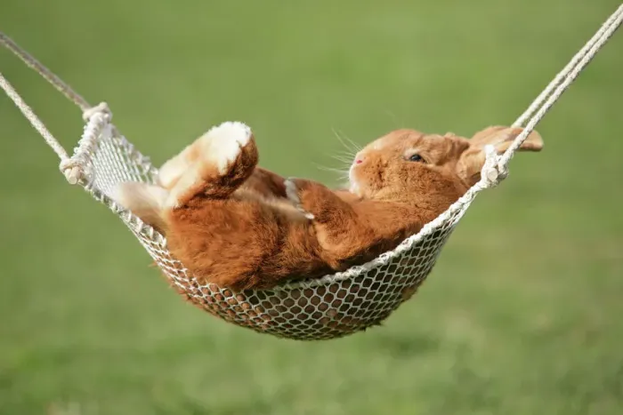 Framed Print : Rabbit in a Hammock Print Framed Print : Rabbit in a Hammock Print