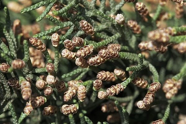 Cypress - pollen. Provence - France