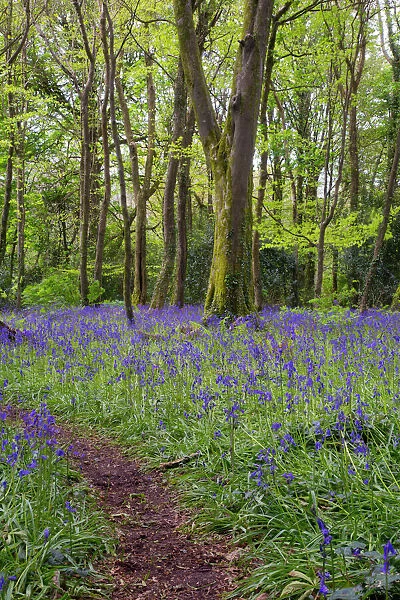 DAC-1119. Pendarves Woods - Bluebells - Spring - Cornwall - UK