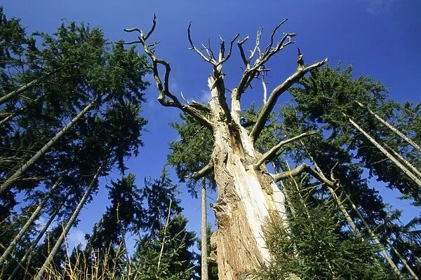 Dead Oak Tree - Sababurg forest, Reinhards forest Hessen, Germany