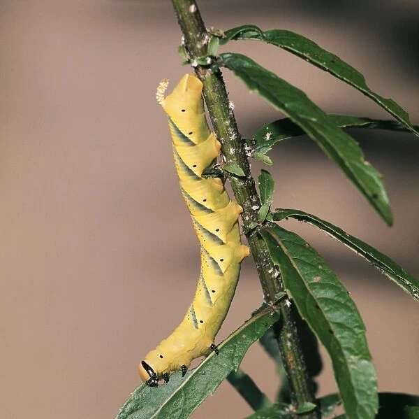 Death Head Hawkmoth Caterpillar (Larva)