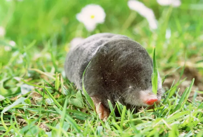 Framed Print : Mole Foraging Print Framed Print : Mole Foraging Print