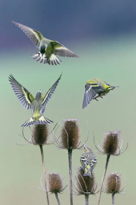 Framed Print : Siskin Print - Birds Fighting Over Teasel Framed Print : Siskin Print - Birds Fighting Over Teasel