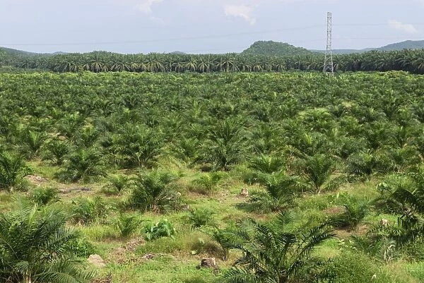 Deforestation area - with oil palm plantation - Sabah - Borneo - Malaysia