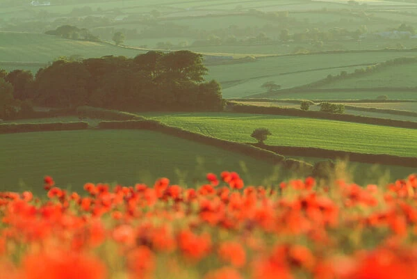 Dense out-of-focus Poppies in cereal crop, Devon, agricultural landscape beyond, UK