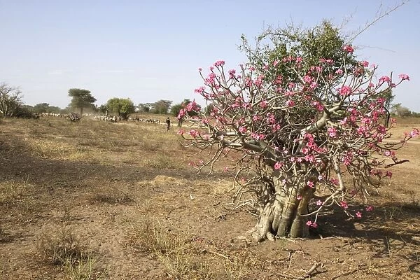 Desert Rose. Valley of the Omo - Ethiopia