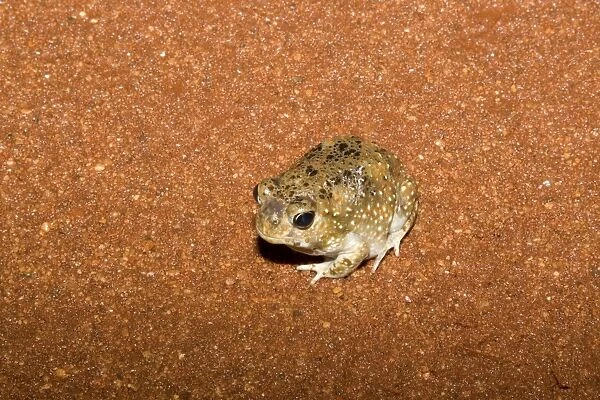 Desert Spadefoot Toad Desert Shovelfoot  /  Desert Spadefoot Toad on the Gary Junction Highway near the Western Australia and Northern Territory border during a week of heavy rains and flooding during January 2010
