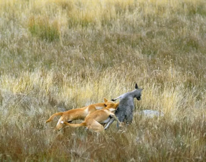 Framed Print : Dingo Attacking Kangaroo Print Framed Print : Dingo Attacking Kangaroo Print