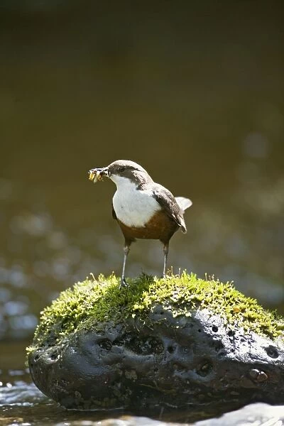 Dipper – on stone in river near nest West Wales UK 004328