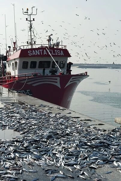Discarded mackerel at Peniche, Portugal. This port is of major importance to the Portugese fishing industry. Here we see substantial quantities of mackerel just dumped on the quayside - since sardines are the favoured fish. November