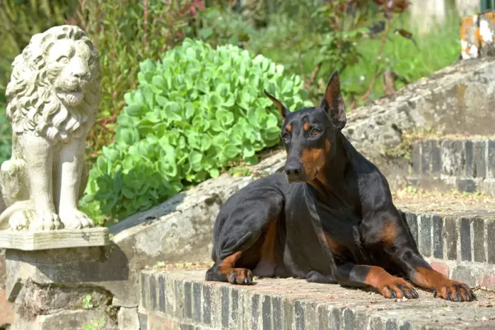 Framed Print : Doberman Print - Lying on Steps Framed Print : Doberman Print - Lying on Steps