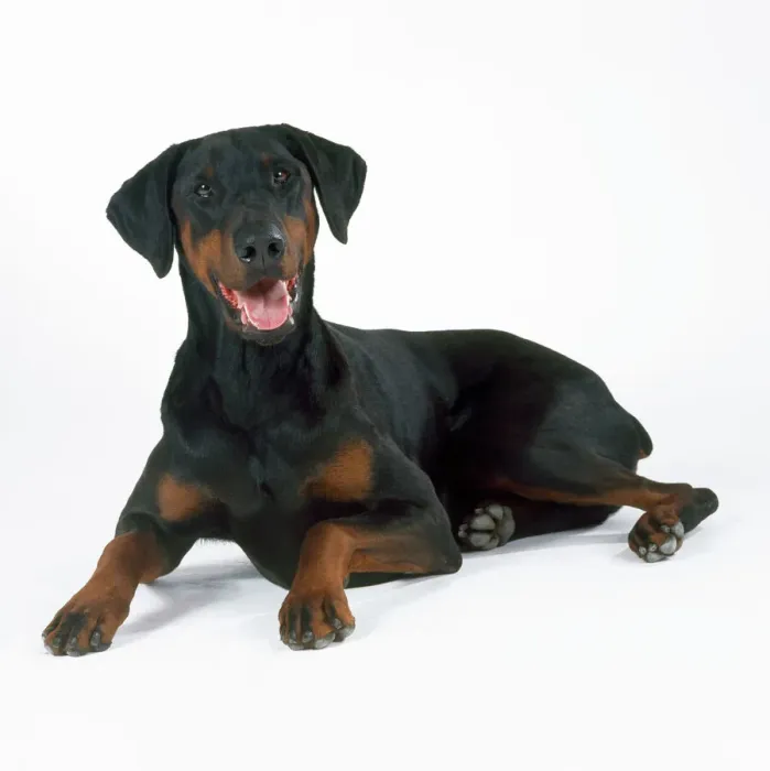 Framed Print : Dobermann Dog Print - Lying Dobermann Framed Print : Dobermann Dog Print - Lying Dobermann
