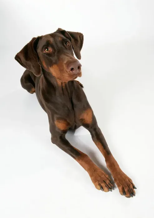 Framed Print : Dobermann Dog Print - Lying Doberman Pinscher