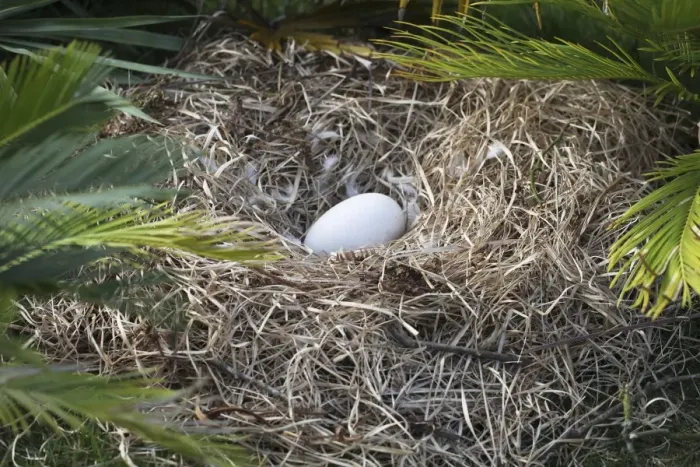 Framed Print : Dodo Print - Nest with Egg Framed Print : Dodo Print - Nest with Egg