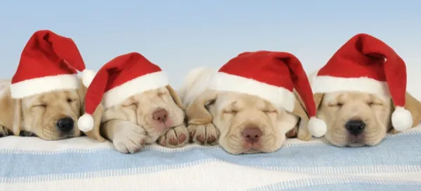 Dog - 8 week old labrador puppies wearing Christmas hats. Digital Manipulation: changed background - Hats JD