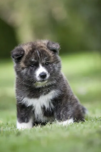 Dog - Akita  /  Akita Inu - puppy. Also known as Japanese Akita