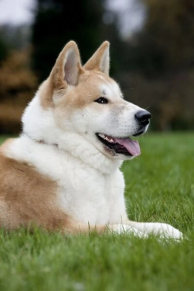 Dog - Akita Inu