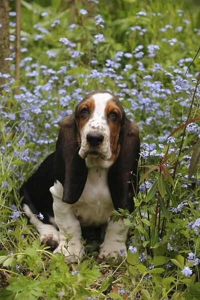 DOG. Basset hound puppy (10 weeks) sitting in flowers